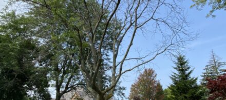 Dead Tree